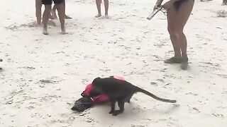 Funny video in beach.