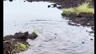 Funny videos