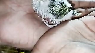 green parrot