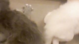 Arabic name cat
