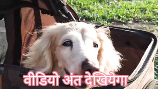 Pyara dog