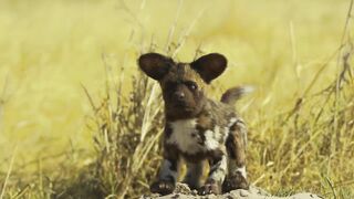 Robotic Spy Puppy Meets Wild Dogs