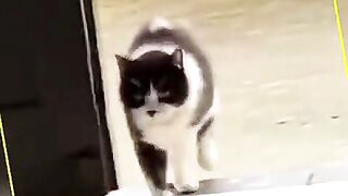 funny cat