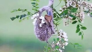 The bird and the swinging nest