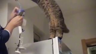 Cat Tiktoks