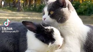 rabit and cat