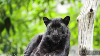 New black tigers???? video in wild jungleNew black tigers???? video in wild jungle