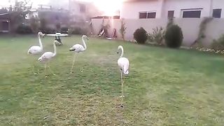 Sweet birds