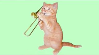 #Funnycats