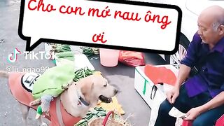 Dog's shopping
