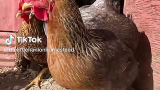 Poultry