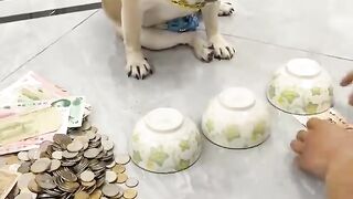 Funny videos best