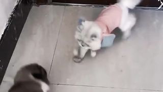 Cats fighting