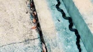Cat Vs Snake