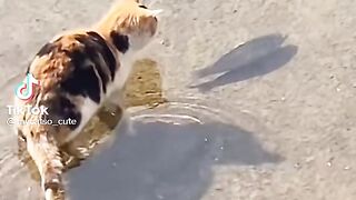 Cats shyness