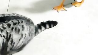 Funny cat
