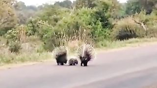 Animals protect her children