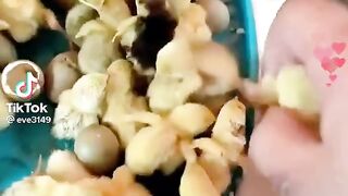Chicks