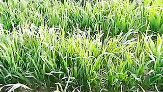 Black gold wheat