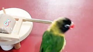 Lovebird