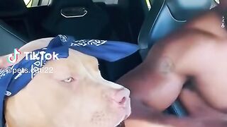 Pet dogs,