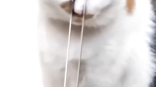 funny videos