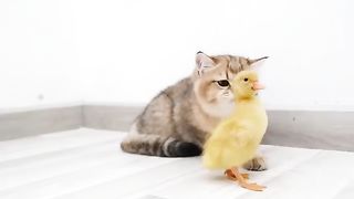 Cat and baby duck first time..
