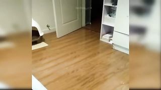 funny cats