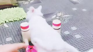 Fun cat