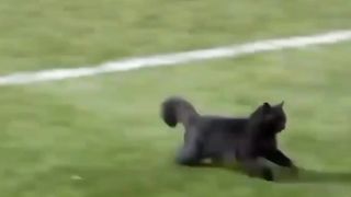 Football champion Cats