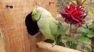 Talking Parrots kissing each other
