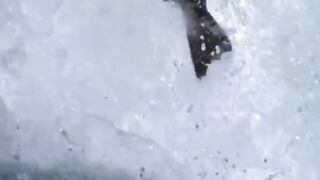 Bear catching fish in waterfall