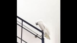 Cute Parrots Videos Compilation cute moment of the animals - Soo Cute!