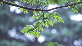 Relaxing Piano Music & Gentle Rain Sounds Beautiful Piano Music for Relaxation & Deep Sleep Mediation