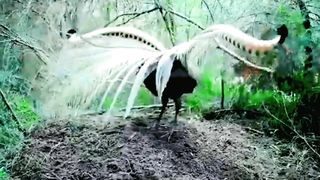 Birds dancing in the dark jangale