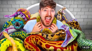 Would you sit in snake|Snake