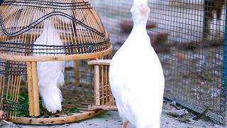 Beautiful bird chirping