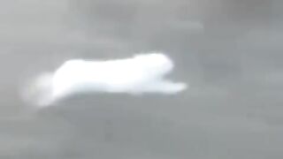 the hare overtook the train.