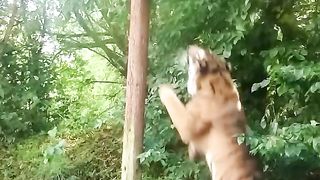 Tigar bigest jum  an wach amazing video