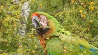 Beautiful parrots paradise birds