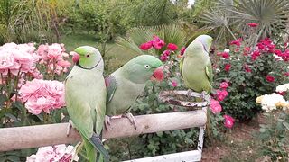 Cute Green parrots beautiful birds