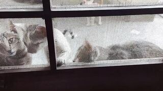 Kittens Lunch Time The Puppee Kitten Kittens Meal Time