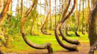 Crooked Forest in Poland
