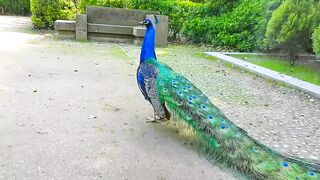 Pavo Real con Plumaje Extendido. Peacock with Extended Plumage. Pavo Muticus. Merak Bird