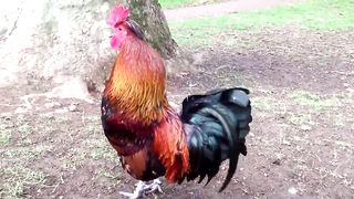 Rooster Crowing Compilation Plus Rooster crowing sounds Effect 2023