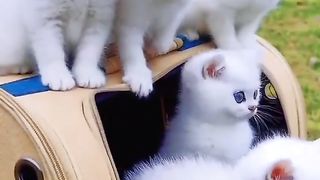 Cute Blue Eyes cats