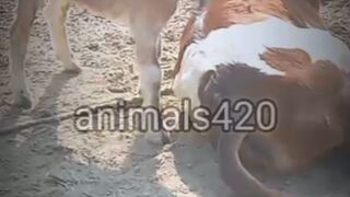 funny ghoats and cow commedy #virl my video????????????