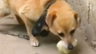 the dog accepted the chicken as his child.