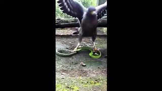 Eagle vs snake