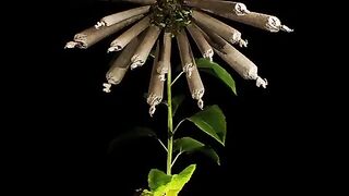 Joint sunflower